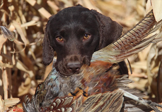 Stella Dead Rabbit pheasant Dog